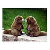 lilizzhoumax Realistic Groundhog Plush Super Soft Groundhog Stuffed Animal Toys for Girls Gifts for Kids Brown 9 inch