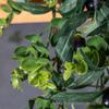 Simulated Green Olive & Eucalyptus Plant with Fruit Rattan Pine Cypress Vine for Wall Decoration.