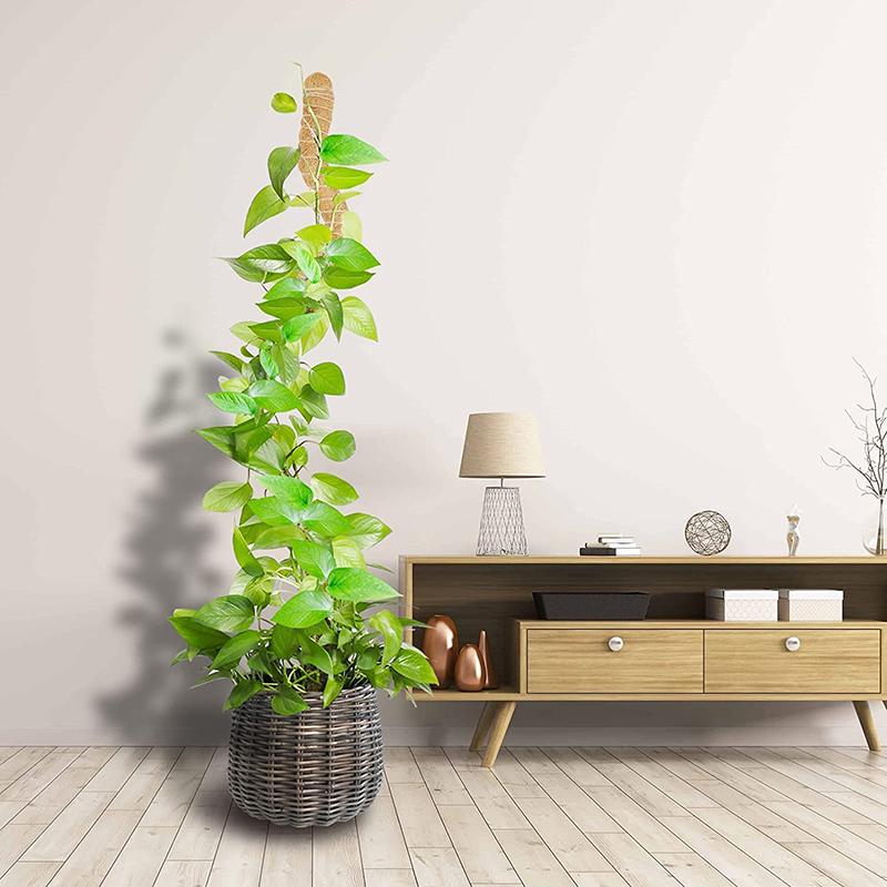 Plant Climbing Frame Coconut Shell Moss Palm Cane Gardening Coconut Rod Stretch Plant Climbing Pole Indoor Plant Creeper