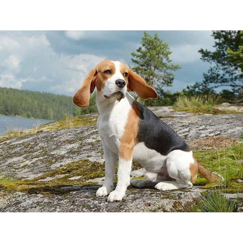 

Полный круглый алмаз картина животное собака кошка Алмазная вышивка крестиком мозаика птица рукоделие домашний декор Full Round 30x40CM