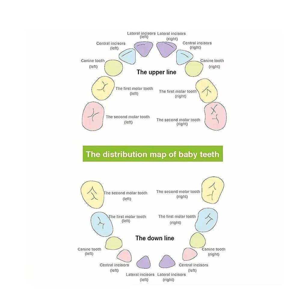 Wooden Baby Tooth Storage Box Kids Teeth Wood Box Organizer Commemorative Box Chirldren Collecting Umbilical Cord Storag