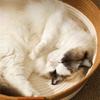 Cats Puppy Bed Basket Base Scratch Resistant Mat for Small to Medium Pet Creative Pet Bed Cute Nest Machine Washable