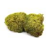 BioClumb Moss Cushion moss, tufts 100g