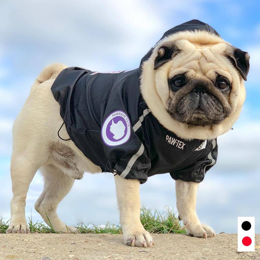 large dog waterproof coat