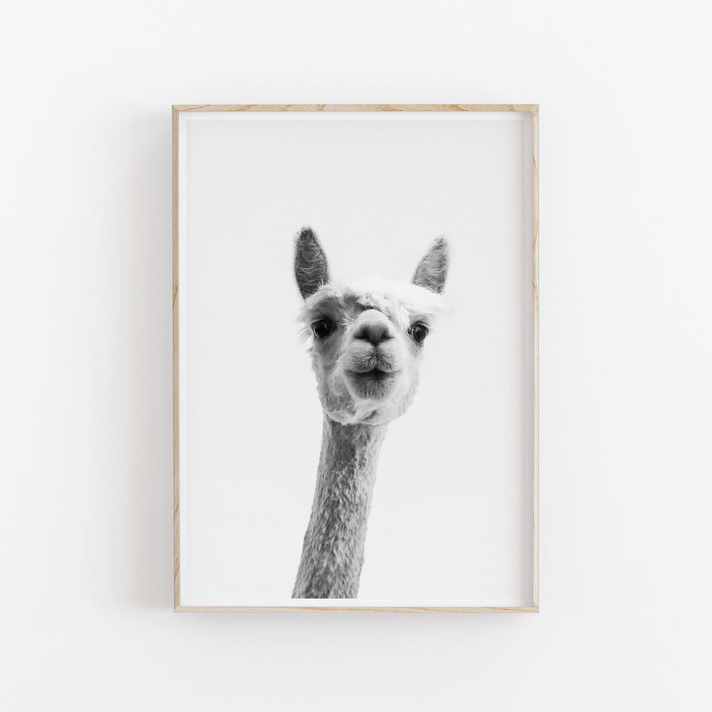 Modern Minimalist Animals Wall Art Cute Alpaca Furry Llama Poster Canvas Painting LIving Room Home Decoration Gift Idea