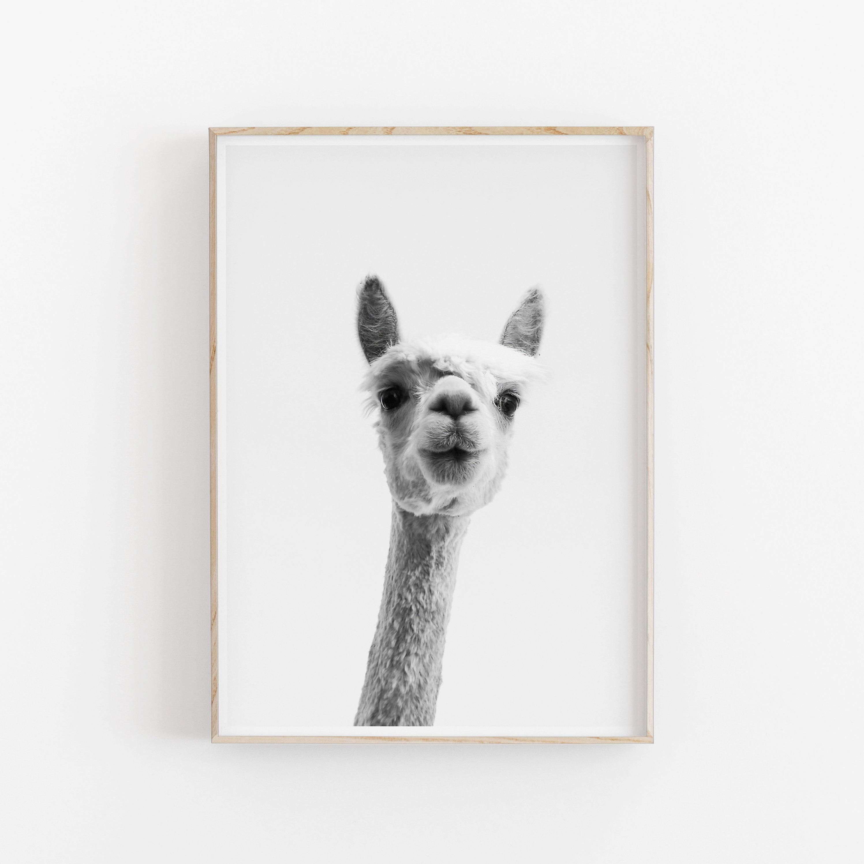 

Современный Минималистичный Настенный Декор с Животными Милый Пушистый Постер с Альпакой Ламой Холст Картина Гостиная Домашнее Украшение Идея для Подарка 21cm×30cm NoFrame