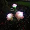 Outdoor Color-Changing LED Jellyfish Garden Lights with Solar Fiber Optics