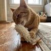 Gatos – Brinquedos para gatos
