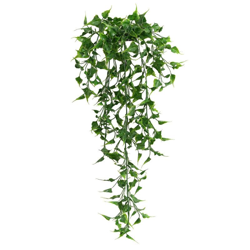 Plant Nepalensis Hedera Hanging Vines For Home Office Decor And Gift Idea