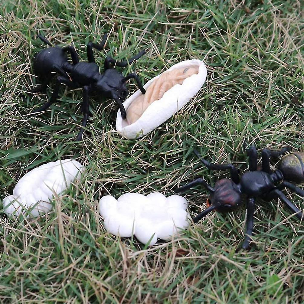 5 Stück Insektenlebenszyklus-Phasen Klassenzimmer-Lehrmittel Lernspielzeug für Schüler Lehrer SX