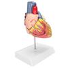 2X Life Size Heart Model Human Heart Teaching Model Simulation Heart Organ Model