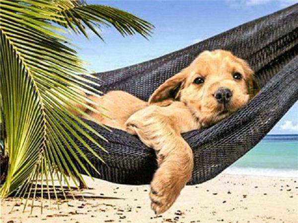 5d Diy Diamond Painting Labrador Dog Room Decor Diamond Embroidery Animal Natural Scenery Mosaic Crystal Picture