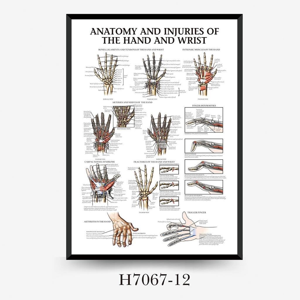 Human Tissue Structure Muscle Gym Medical Education Decorative Canvas Painting Poster Wall Art for Home Decor