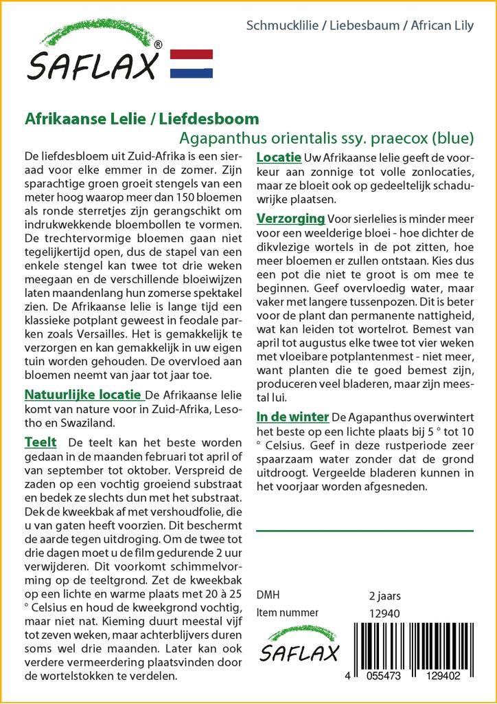 SAFLAX Africká lilie - 50 semen - Agapanthus orientalis