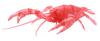 Free Research Series 24 Living Creatures Edition American Crayfish Plastic Model No. EX-4 (Clear Red)