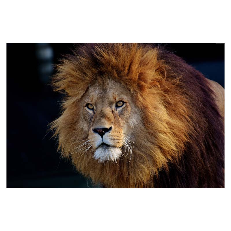 African Animal Lion Posters and Print Black and White Wall Art Canvas Oil Painting Picture for Living Room Decor Home Decoration