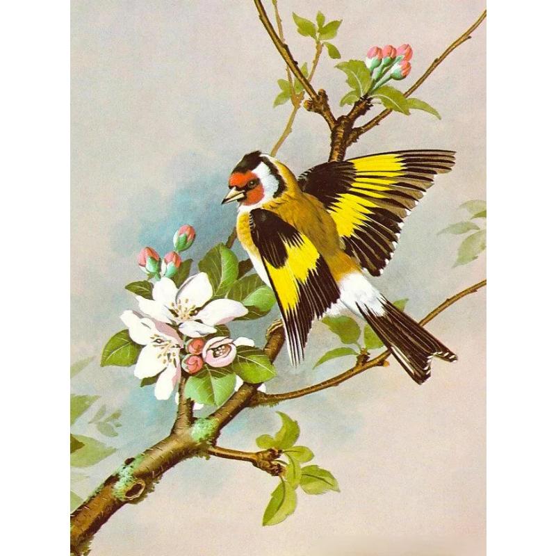 Canvas paintings, animals, birds, home decor, gift craftsmanship, living room, bedroom, wall decoration