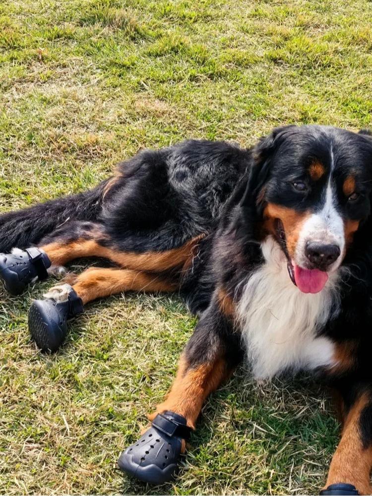 4 buc/set Pantofi de câine impermeabili Sandale de vară pentru câini Anti-alunecare EVA Botine pentru câini de companie pentru câini mici, medii, mari Pentru mers pe jos, alergare