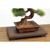Platz 1/12 The Bonsai IV Plastic Model BON-04 Pre-Colored 6 cm