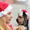 Pet Christmas Hat And Scarf Red Fluffy Hat Scarf with Pompom Warm Winter Pet Xmas Dress-up Outfit for Dogs And Cats Festive Photos Party Costume