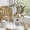 Clear Dual Layers Semi-transparent Self Watering Pots Semi-transparent Design Monitor Root Growth Side Refill Opening
