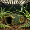 Non Fading Tank Decor Rotten Tree Reptile Hideout, Hole Aquarium Fish Shrimp PVC Ornament Hide Cave, Gecko Shelter for Terrarium Decoration