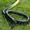 Fake Snake Toy Vivid Appearance Smooth Surface Long Snake Toy Prank Joy  Halloween Decoration Trick Prop