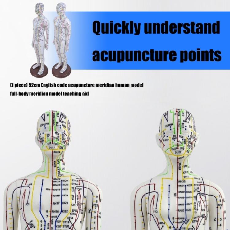 Model Uman pentru Practică de Acupunctură cu Puncte de Acupunctură și Meridiane Punct Model Masculin de Acupunctură Model Feminin de Acupunctură