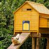 Solar-Powered Automatic Chicken Coop Door