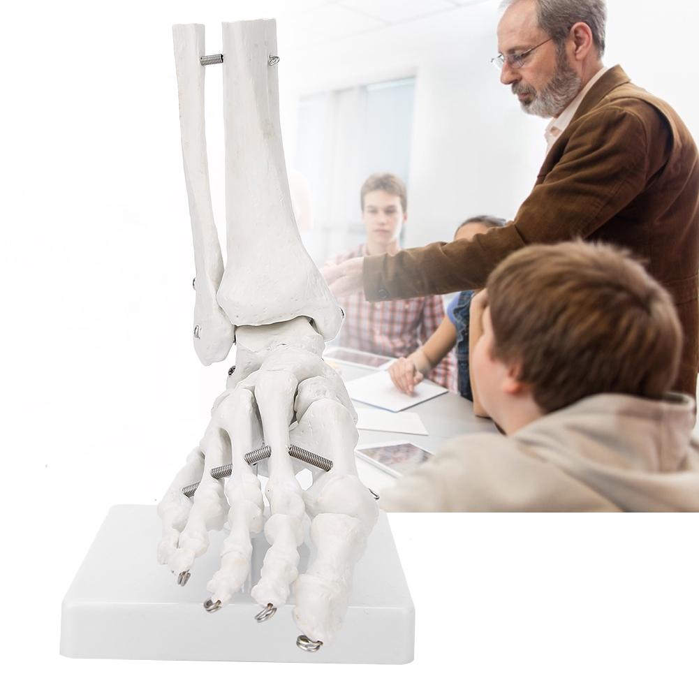 Model hlezenního kloubu chodidla Demonstrace Lidské chodidlo Výukový model s podstavcem