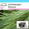 Gift Set - Lemongrass - 50 Seeds - With Gift Box, Card, Label and Potting Substrate - Cymbopogon Flexosus