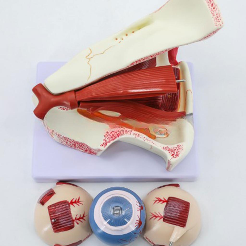 Menschliches Auge Anatomie Lehrmittel Menschliche Organe Modell Augapfel Anatomie Modell