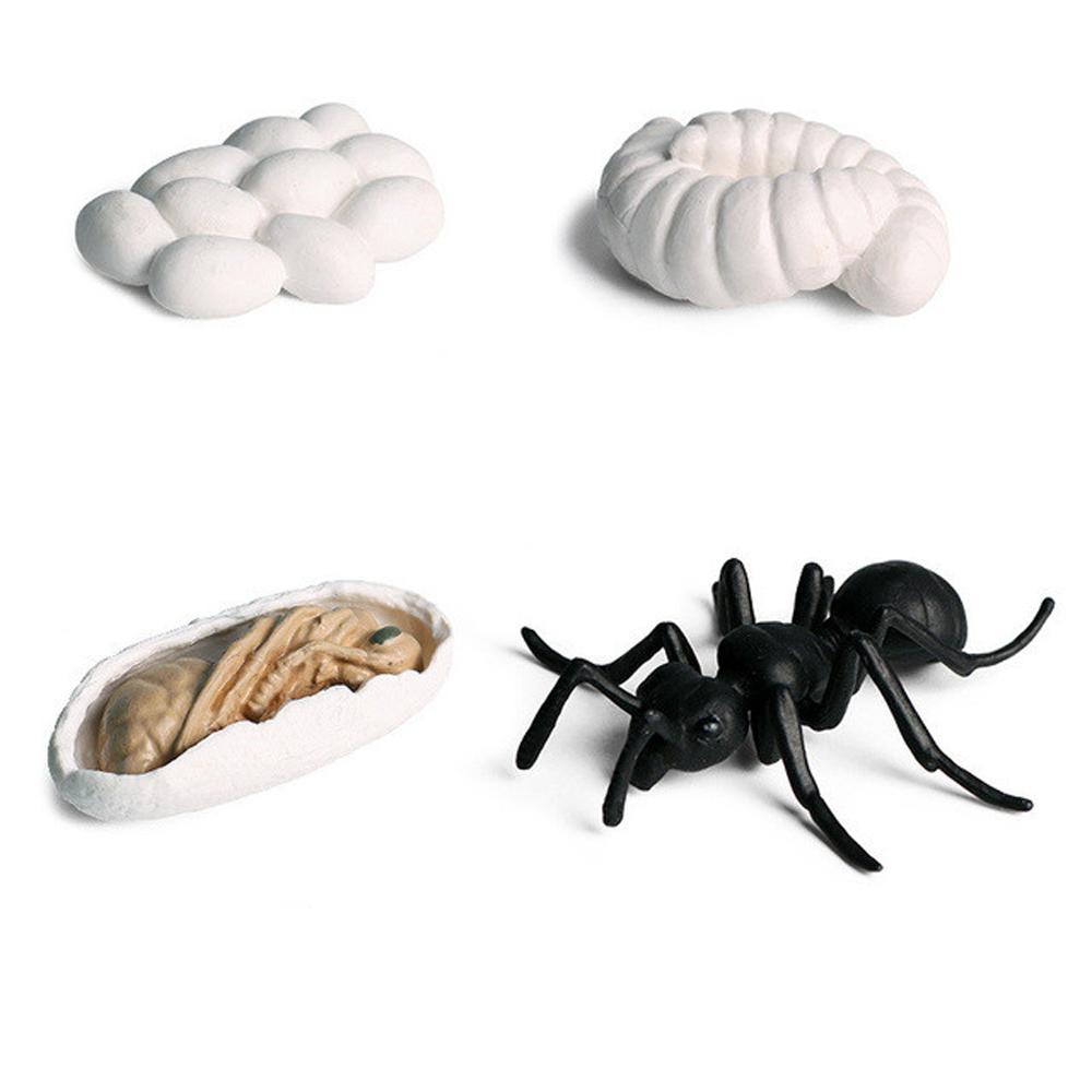 Butterfly Growth Cycle Action Figures Growth Cycle Model Life Cycle Figurine Simulation Animals