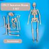 Assembly Human Skeleton Organ Model Toys Children's Science Education Cognitive Skeleton Structure Puzzle Assembly Toys for Kids