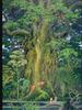 Grave of the Fireflies Secret of Mana Classic Classic Unisex T-Shirt