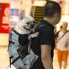 Atmungsaktive Hundetransporttasche für große Hunde Golden Retriever Bulldogge Rucksack Verstellbar Große Hundereisetaschen Haustierprodukte