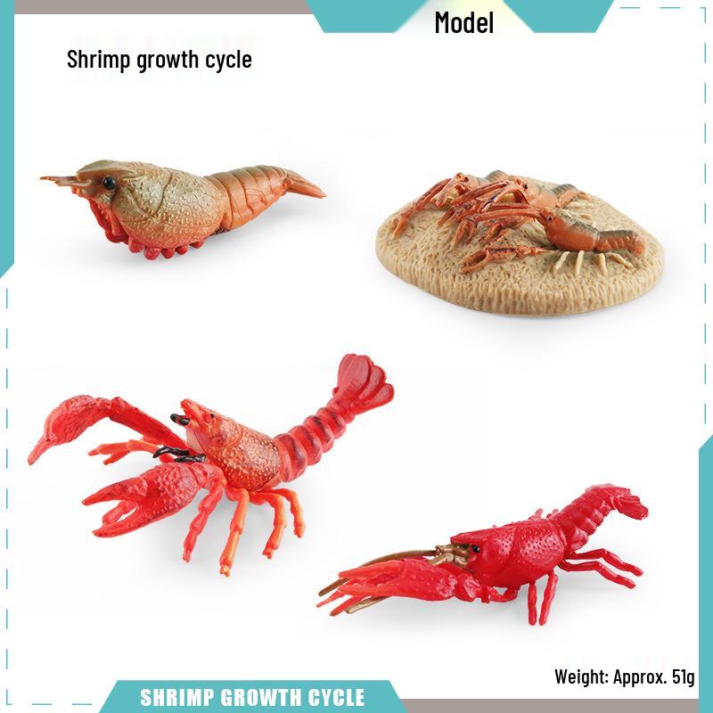 Animal Growth Cycle Models: Chicken, Duck, Goose, Butterfly, Turtle, Frog Montessori Teaching Figurines