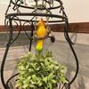 Hanging Parrot Resin Decor Outdoor Tiki Bar Statue Ornaments Tropical Bird Figurine for Garden Tree Plant Patio Lawn Yard Porch