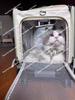 Trasportino Grande per Gatti e Cani con Finestre Trasparenti Doppi Spallacci e Design a Trolley da Viaggio Traspirante da Esterno