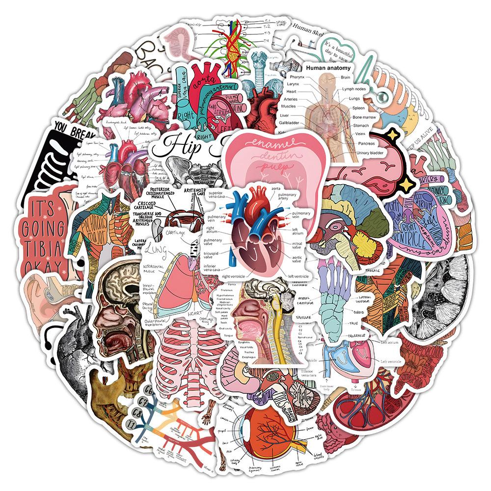 10/30/50pcs Anatomy and Physiology The Body Structure Stickers Skeleton Decals Notebook Laptop Luggage Decoration Sticker Pack