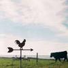 Garden Supplies Stainless Steel Creative Animal Rooster Roof Home Wind Indicator Outdoor Cupola Wind Direction Indicator Field