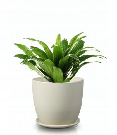 Ceramic Flowerpot with Saucer 13 Cm Cream
