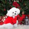 Hund Weihnachtskostüm Niedlicher Bär Warmer Mantel Weihnachts-Hundekostüm Für Kleine/Mittlere/Große Rassen Geburtstag Feiertag Kaltes Wetter Winter