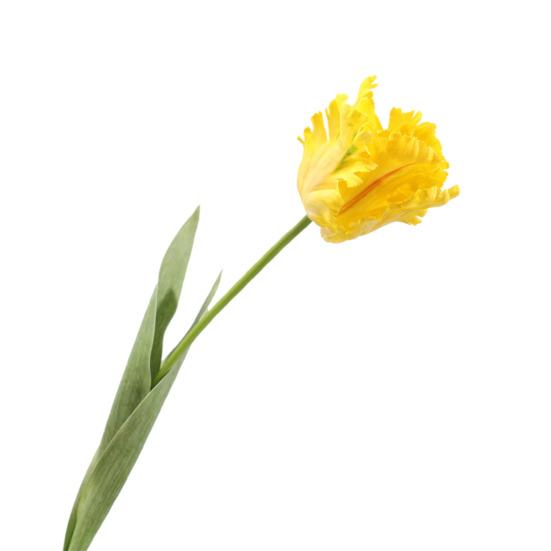 Simulovaný tulipánový květ Umělý tulipán s dlouhým stonkem Opakovaně použitelný Nenáročný Umělý tulipán pro květinové aranžmá Domácí Kancelář Svatba Dekorace