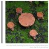 Amosfun Miniature Stump Table and Chair Miniature Model Chair Decorative Mini House Interior Garden Outdoor Resin Set, Figurine, Ornament,