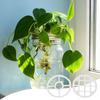 Yousheng 2 Pcs Mason Flower Jar Insert Lid for Wide Mouth Mason Canning Jars Plastic Mason Grid Flower Organizer Lid Insert Mason Jar Lids with Straw