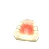 Maxillary Partial Denture Demonstration Model - White Tooth for Doctor-Patient Communication (Free Shipping)