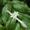 Stainless Steel Root Rake 3-Prong Loosen Soil Bonsai Tree Tools with Ergonomic Handle