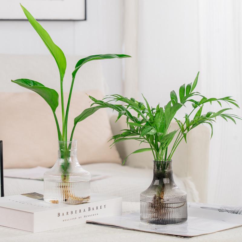 Hydroponic Flower Pot Home Vase Decoration Transparent Plastic Soilless Pot Green Pot Home Decoration