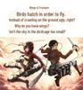 Attack On Titan Eren & Mikasa Survey Corps Cosplay Costume Set for Men & Women